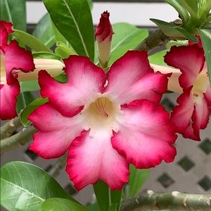 Meet your Posher, Anita